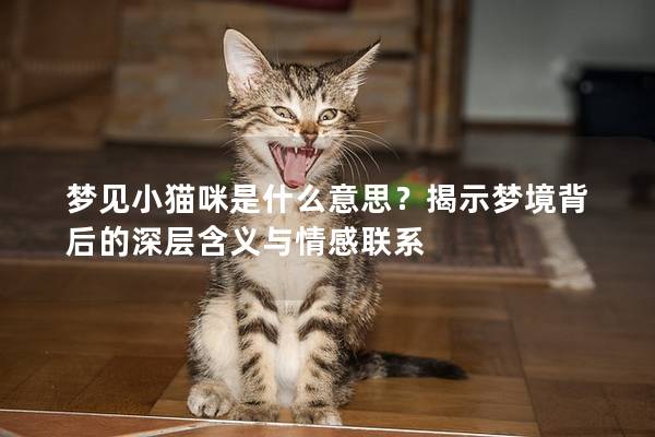 梦见小猫咪是什么意思？揭示梦境背后的深层含义与情感联系