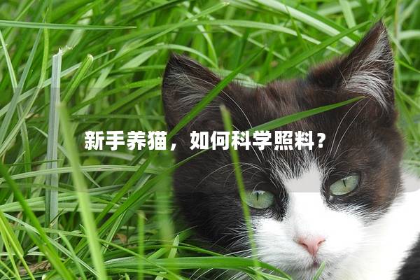 新手养猫，如何科学照料？