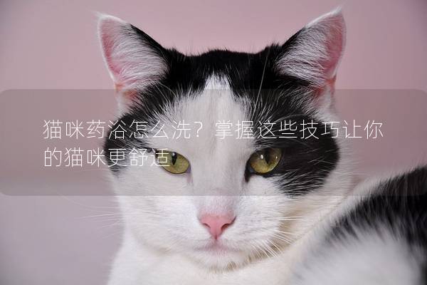 猫咪药浴怎么洗？掌握这些技巧让你的猫咪更舒适