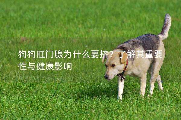 狗狗肛门腺为什么要挤？了解其重要性与健康影响