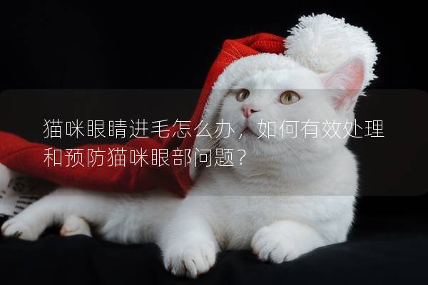 猫咪眼睛进毛怎么办，如何有效处理和预防猫咪眼部问题？