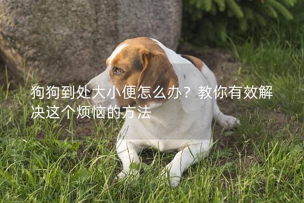 狗狗到处大小便怎么办？教你有效解决这个烦恼的方法