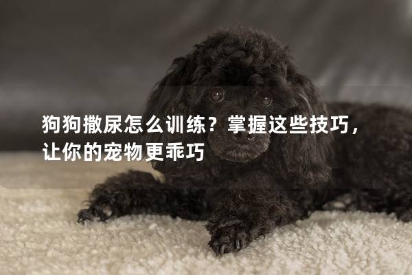 狗狗撒尿怎么训练？掌握这些技巧，让你的宠物更乖巧