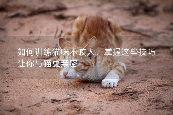 如何训练猫咪不咬人，掌握这些技巧让你与猫更亲密