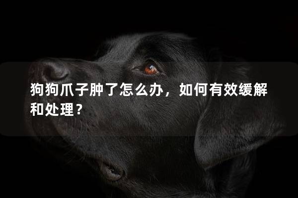 狗狗爪子肿了怎么办，如何有效缓解和处理？