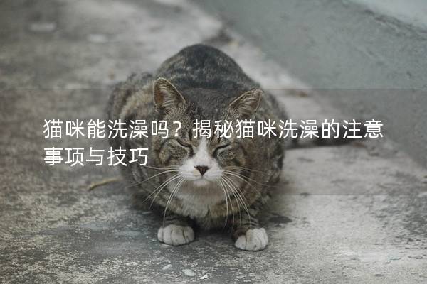 猫咪能洗澡吗？揭秘猫咪洗澡的注意事项与技巧