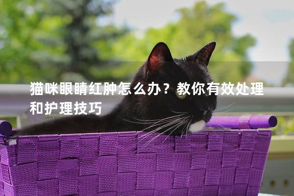 猫咪眼睛红肿怎么办？教你有效处理和护理技巧