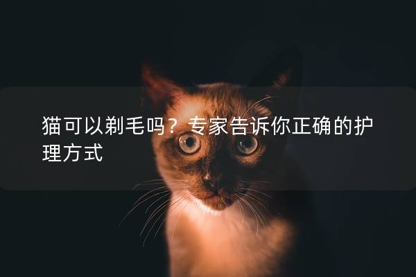 猫可以剃毛吗？专家告诉你正确的护理方式