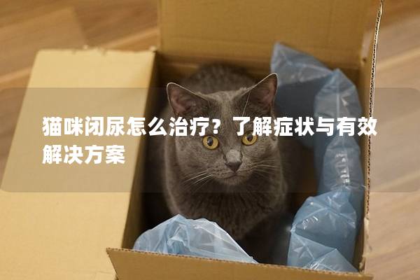 猫咪闭尿怎么治疗？了解症状与有效解决方案