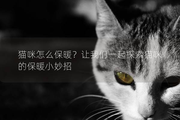 猫咪怎么保暖？让我们一起探索猫咪的保暖小妙招