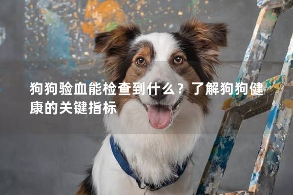 狗狗验血能检查到什么？了解狗狗健康的关键指标