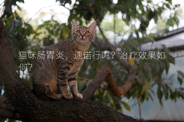 猫咪肠胃炎，速诺行吗？治疗效果如何？