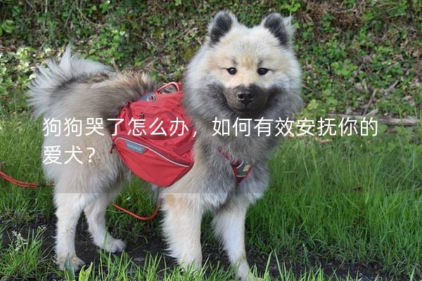 狗狗哭了怎么办，如何有效安抚你的爱犬？