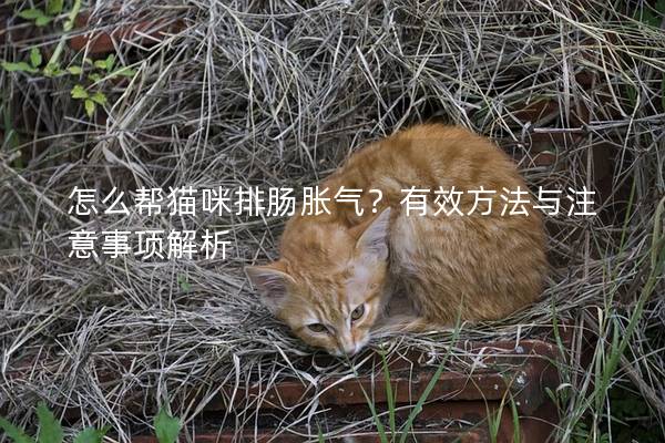 怎么帮猫咪排肠胀气？有效方法与注意事项解析