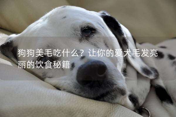 狗狗美毛吃什么？让你的爱犬毛发亮丽的饮食秘籍