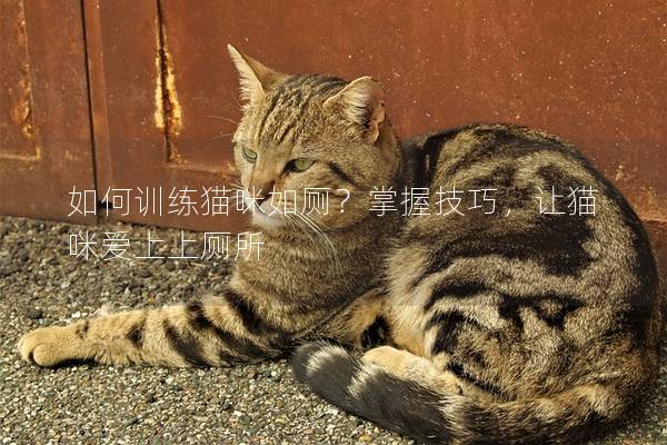 如何训练猫咪如厕？掌握技巧，让猫咪爱上上厕所