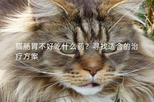 猫肠胃不好吃什么药？寻找适合的治疗方案