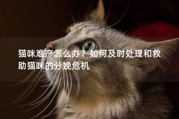 猫咪难产怎么办？如何及时处理和救助猫咪的分娩危机