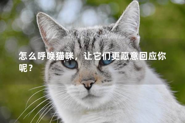 怎么呼唤猫咪，让它们更愿意回应你呢？