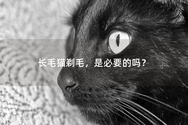 长毛猫剃毛，是必要的吗？