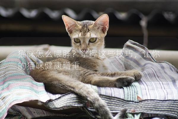 猫咪怎么喂胖？掌握这些技巧，让你的猫咪健康增重