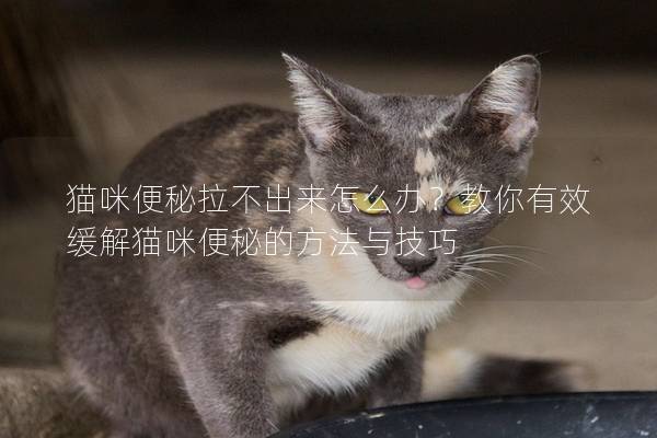 猫咪便秘拉不出来怎么办？教你有效缓解猫咪便秘的方法与技巧