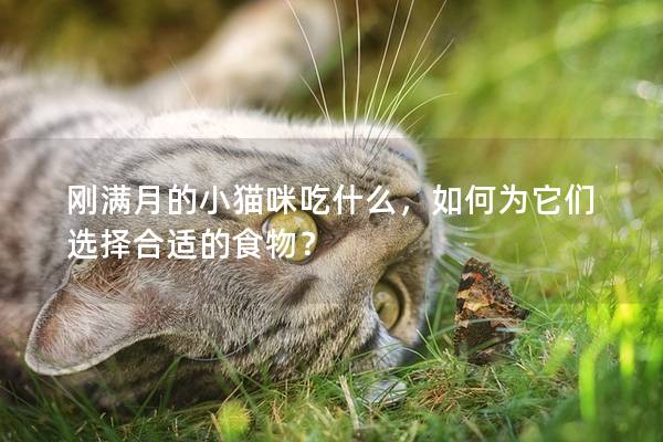 刚满月的小猫咪吃什么，如何为它们选择合适的食物？