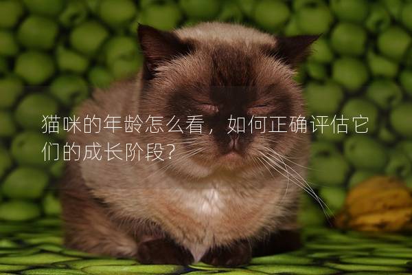 猫咪的年龄怎么看，如何正确评估它们的成长阶段？