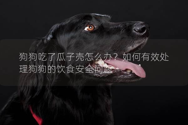 狗狗吃了瓜子壳怎么办？如何有效处理狗狗的饮食安全问题