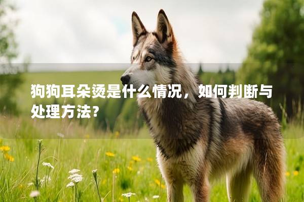 狗狗耳朵烫是什么情况，如何判断与处理方法？