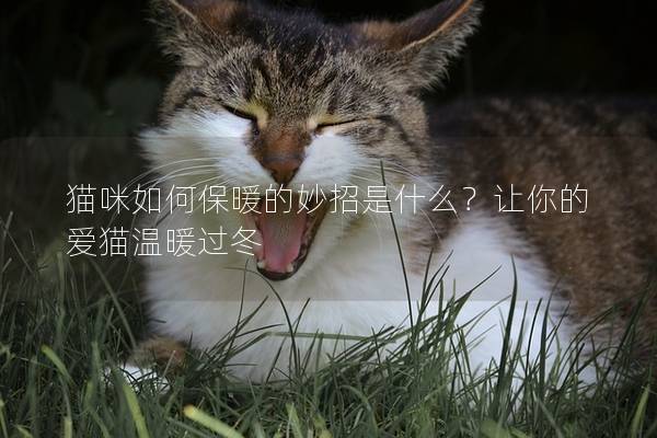 猫咪如何保暖的妙招是什么？让你的爱猫温暖过冬