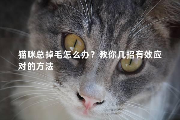 猫咪总掉毛怎么办？教你几招有效应对的方法