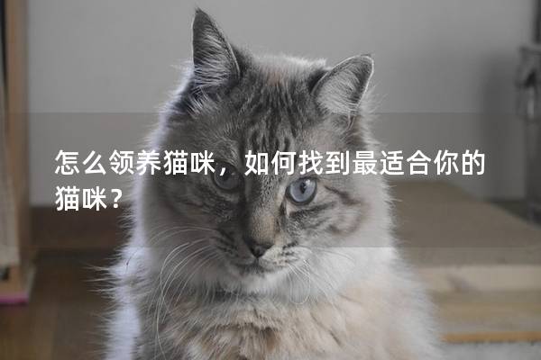 怎么领养猫咪，如何找到最适合你的猫咪？