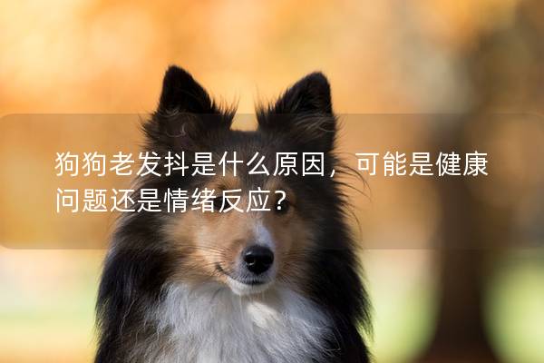 狗狗老发抖是什么原因，可能是健康问题还是情绪反应？