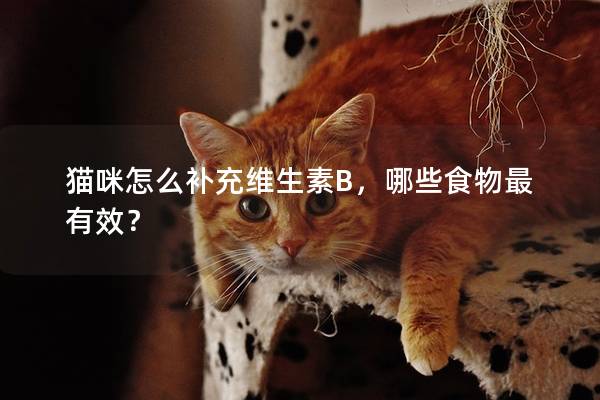 猫咪怎么补充维生素B，哪些食物最有效？