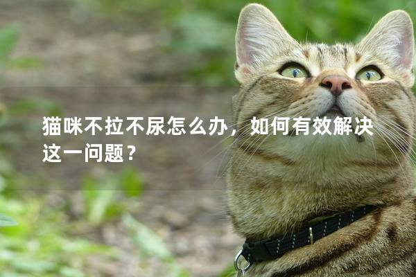 猫咪不拉不尿怎么办，如何有效解决这一问题？