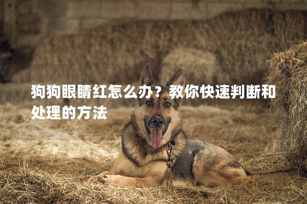 狗狗眼睛红怎么办？教你快速判断和处理的方法