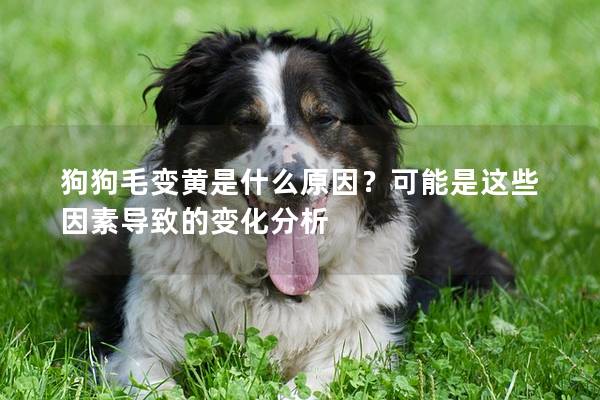 狗狗毛变黄是什么原因？可能是这些因素导致的变化分析