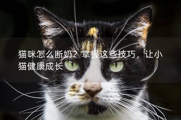 猫咪怎么断奶？掌握这些技巧，让小猫健康成长