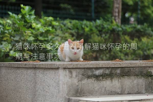 猫咪怀孕多久生？了解猫咪怀孕的周期与注意事项