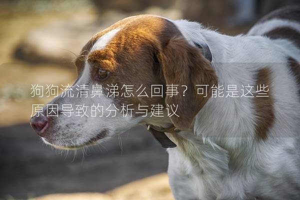 狗狗流清鼻涕怎么回事？可能是这些原因导致的分析与建议