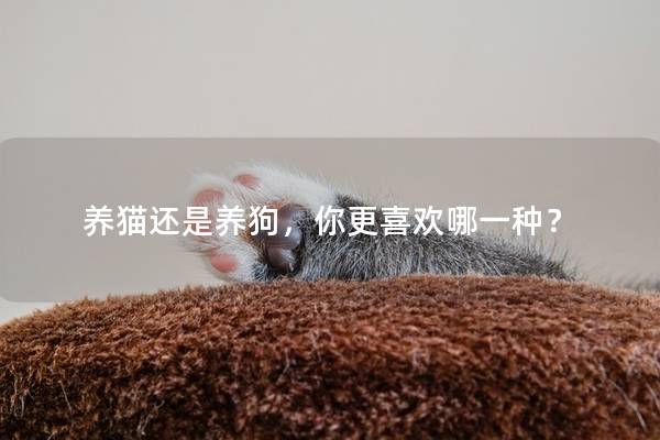 养猫还是养狗，你更喜欢哪一种？