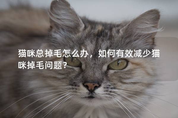 猫咪总掉毛怎么办，如何有效减少猫咪掉毛问题？