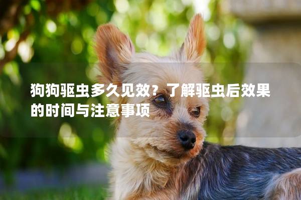 狗狗驱虫多久见效？了解驱虫后效果的时间与注意事项