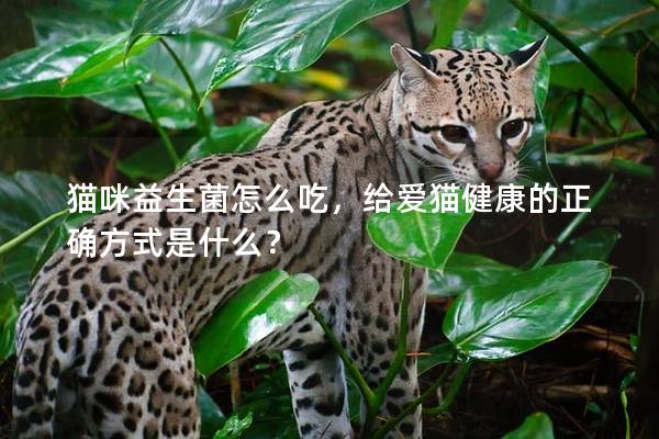 猫咪益生菌怎么吃，给爱猫健康的正确方式是什么？