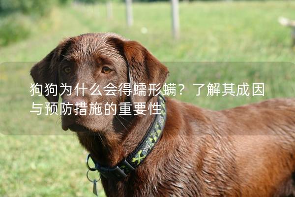 狗狗为什么会得蠕形螨？了解其成因与预防措施的重要性