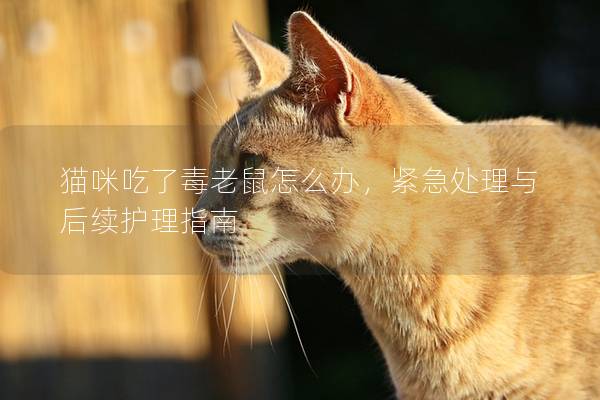 猫咪吃了毒老鼠怎么办，紧急处理与后续护理指南