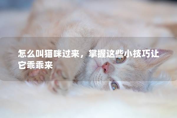 怎么叫猫咪过来，掌握这些小技巧让它乖乖来