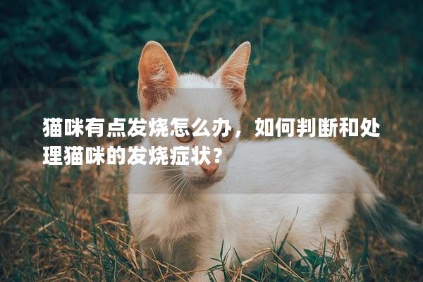 猫咪有点发烧怎么办，如何判断和处理猫咪的发烧症状？