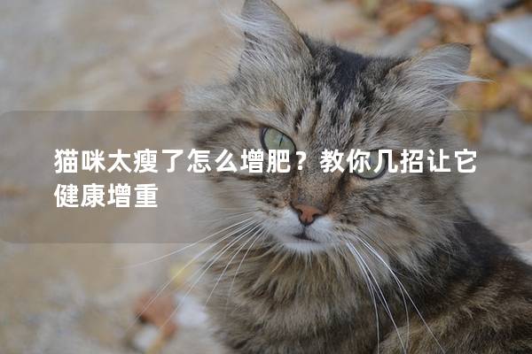 猫咪太瘦了怎么增肥？教你几招让它健康增重